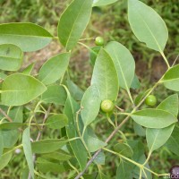 Santalum album L.